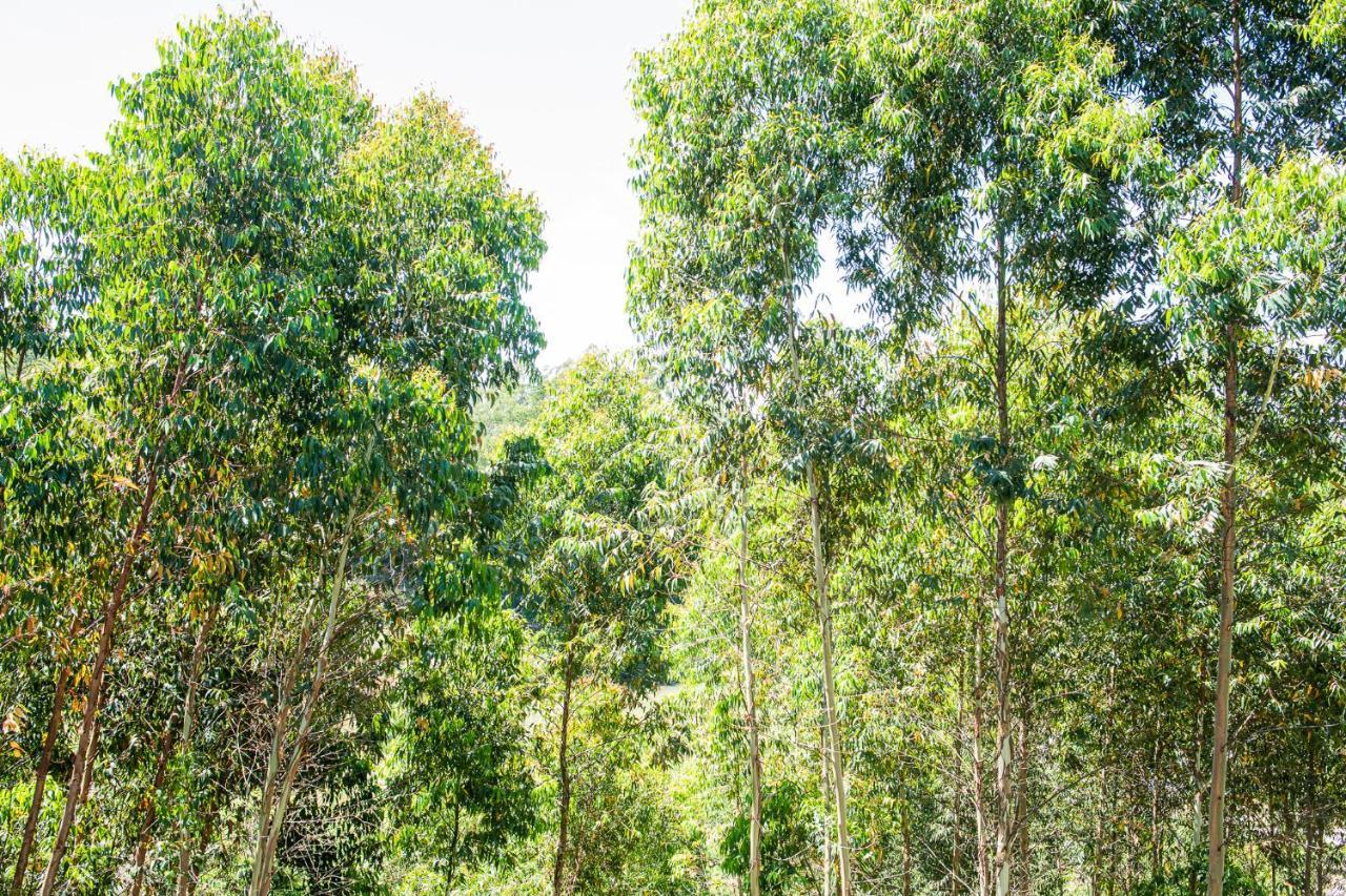 Casa Container Figo Em Meio A Natureza Na Serra Gaucha Flores da Cunha Buitenkant foto